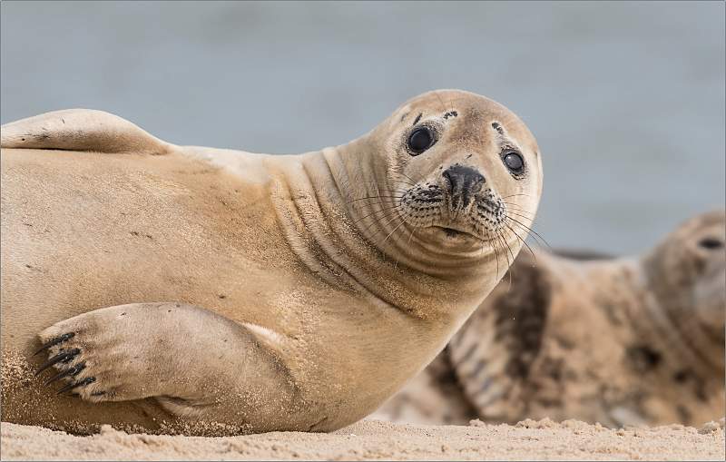 Grey Seal (Halichoerus grypus)_Matt Clarke.jpg